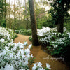 The White Garden Card