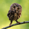 Northern Saw-Whet Owl Card