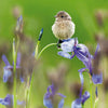 Young Stonechat Card