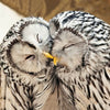 Ural Owls Card
