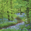 Bluebells At Speke Hall, Merseyside Card