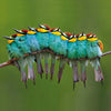 European Bee-Eaters Card
