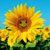 Sunny Disposition Card