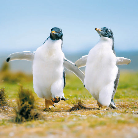 Afternoon Stroll Penguins Card