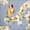 Goldfinch Card