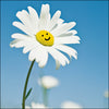 Oops A Daisy Card