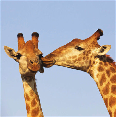 Big Giraffe Kisses Card