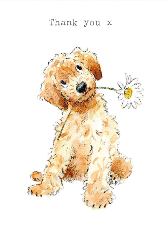 Cockapoo With Daisy