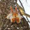 Nutty By Nature Card