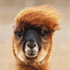 Funky Llama Card