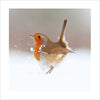Robin In The Snow Christmas Card