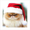 Grumpy Cat With Santa Hat Card