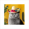 Mexicat Card
