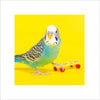 Skater Bird Card