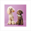 Poodle Power Card