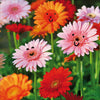 Flower Friends Card